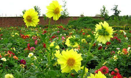 小丽花什么时候播种（小丽花种植时间和方法）