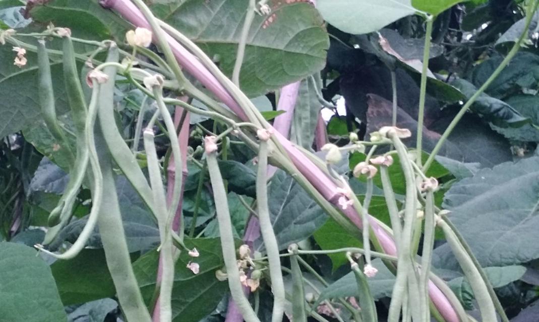 白芸豆怎么种才产量高（白芸豆种植技术与管理）