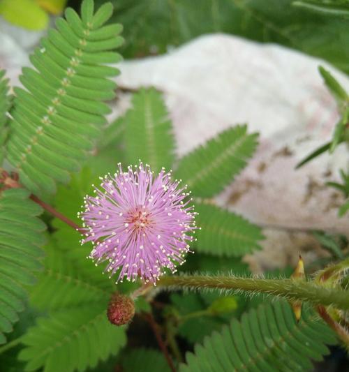 含羞草容易开花吗（关于含羞草开花时间）