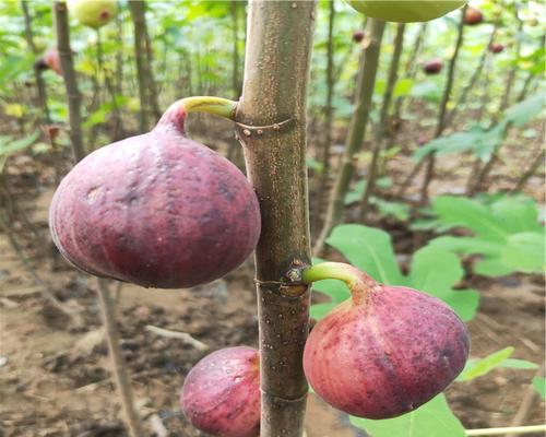 无花果怎样种植（无花果树栽培与管理技术）