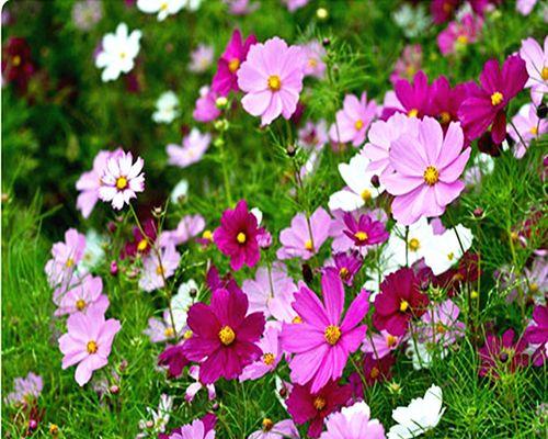 格桑花什么季节开花（有关格桑花的花期季节）