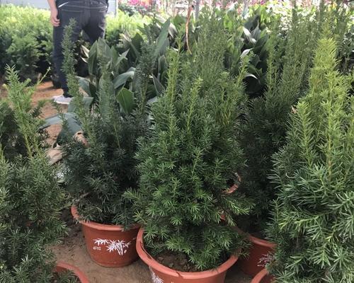 红豆杉树苗怎么栽培（红豆杉树苗的种植与管理）