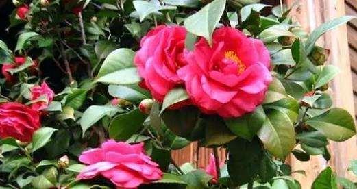 冬天开的花有哪些（盘点冬天六种最美的花）