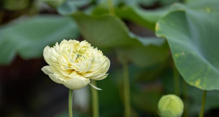 荷花种子怎么种（荷花的种植方法和管理）