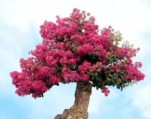 紫薇盆景怎么养护（紫薇盆景栽培技术要点）
