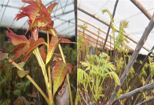 香椿苗怎么种植方法（香椿栽培技术要点）