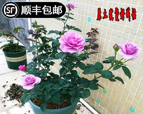 月季花什么时候开花（观赏月季花期简介）