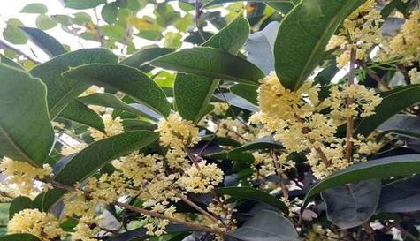 桂花树种植方法和时间（了解桂花树栽培技术）