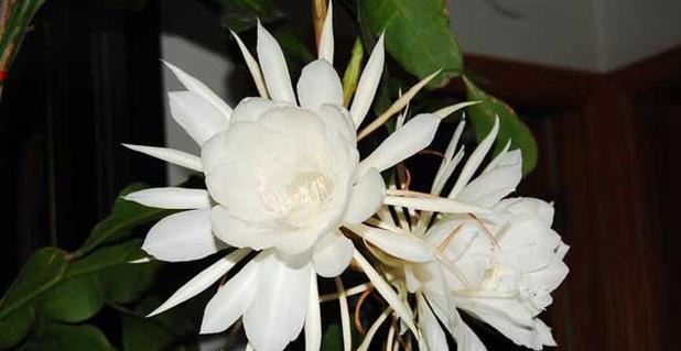 昙花怎么种植（昙花的养殖方法和注意事项）
