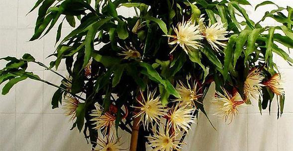 昙花怎么种植（昙花的养殖方法和注意事项）