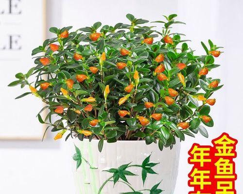 金鱼吊兰的养殖方法（关于金鱼吊兰的栽培技术）