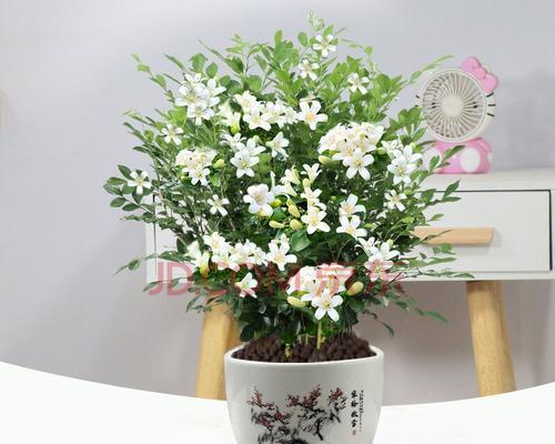 九里香用什么土养（了解九里香栽培方法）