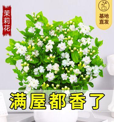 植物盆栽怎么养殖（盆栽植物的养护知识）