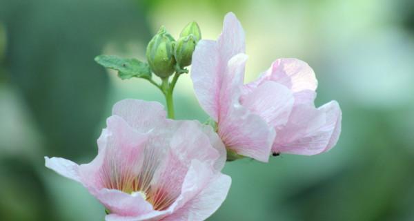 芙蓉花花语是什么（芙蓉花的寓意和象征意义）