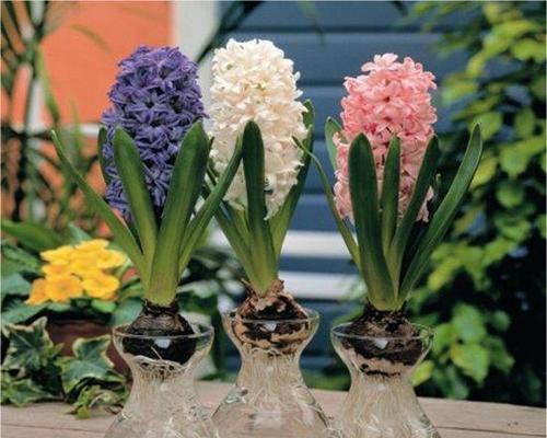 水培花卉养护方法（选择水培花卉以及注意事项让你的家居生活更加美丽）