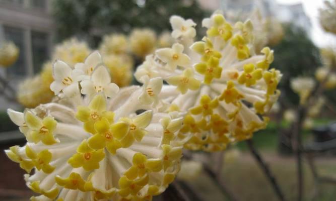 结香花怎么养才能开花（结香花的养殖方法讲解）