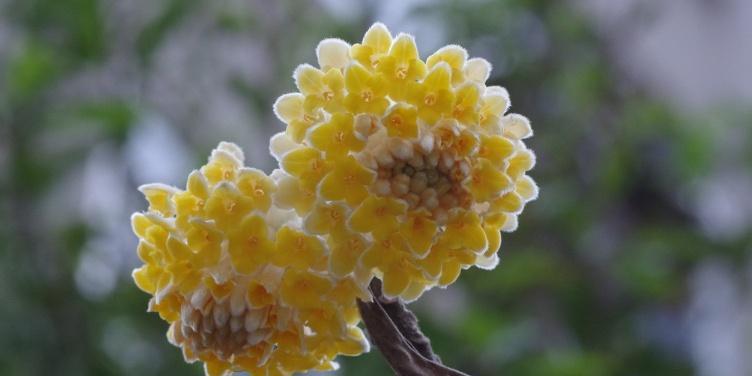 结香花怎么养才能开花（结香花的养殖方法讲解）