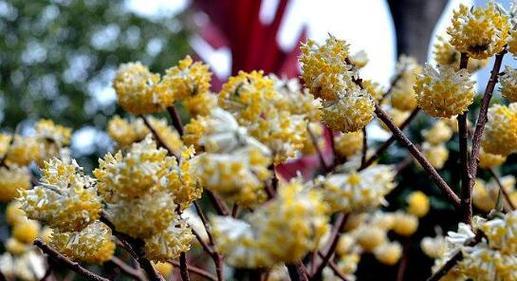 结香花怎么养才能开花（结香花的养殖方法讲解）