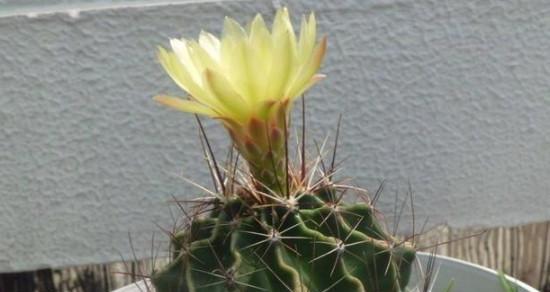 仙人球开花怎么处理（教你正确养护仙人球）