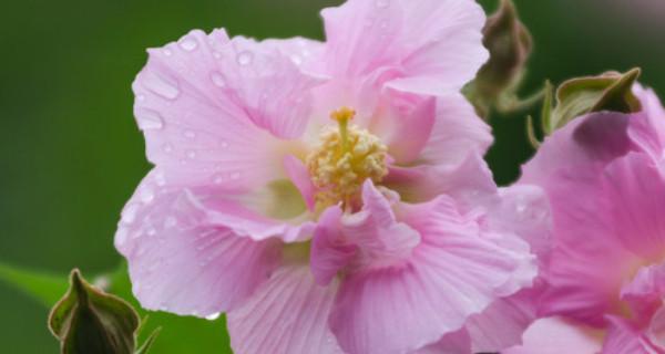 芙蓉花什么季节开（有关芙蓉花的花期季节）