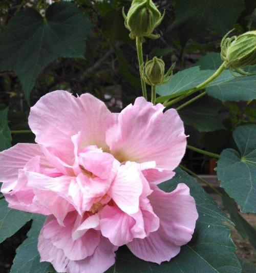 芙蓉花什么季节开（有关芙蓉花的花期季节）