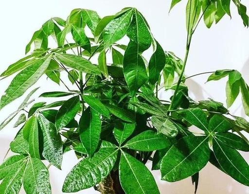 客厅适合养什么花和植物好风水（客厅最旺宅的风水植物）