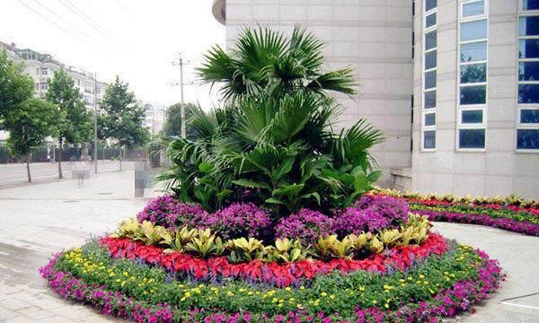 花坛一般种植什么花卉（盘点六种适合种在花坛的花）