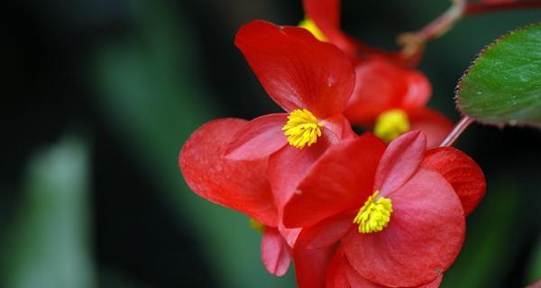 竹节秋海棠什么时候开花（四季海棠的种植方法及花期）