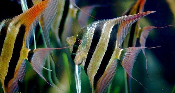鱼类有哪些共同特征（常见的水中生物）