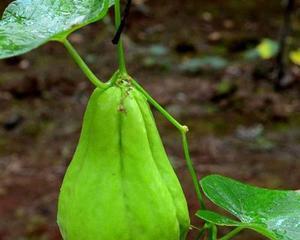 佛手瓜怎么种植与管理（佛手瓜的种植方法及技术）