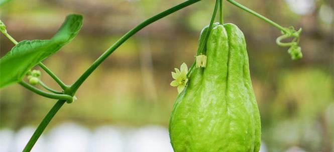 佛手瓜怎么种植与管理（佛手瓜的种植方法及技术）