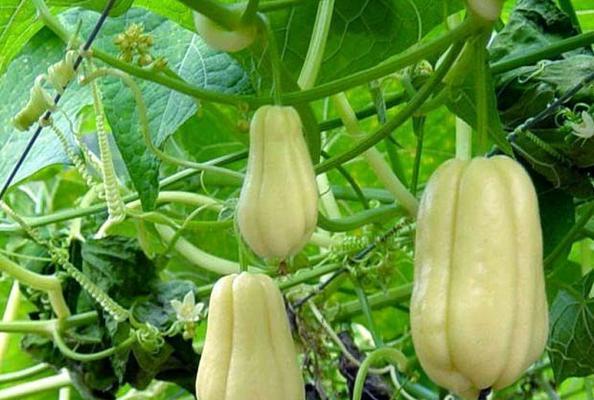 佛手瓜怎么种植与管理（佛手瓜的种植方法及技术）