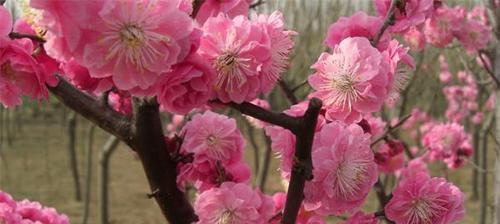 梅花几月开花（观赏梅花花期简介）