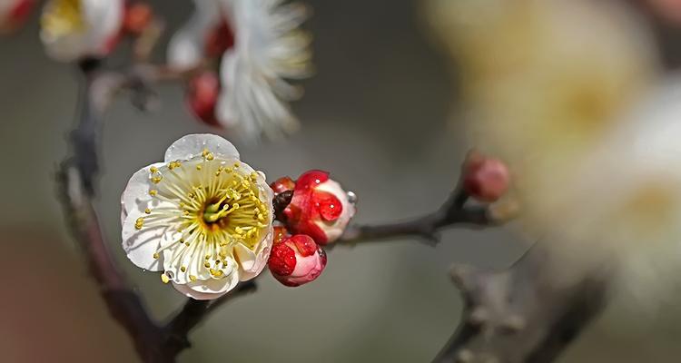 梅花几月开花（观赏梅花花期简介）