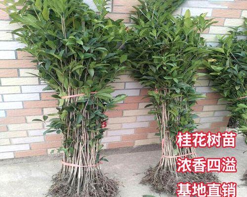 树墙用什么树种好（盘点10种常见的绿植）