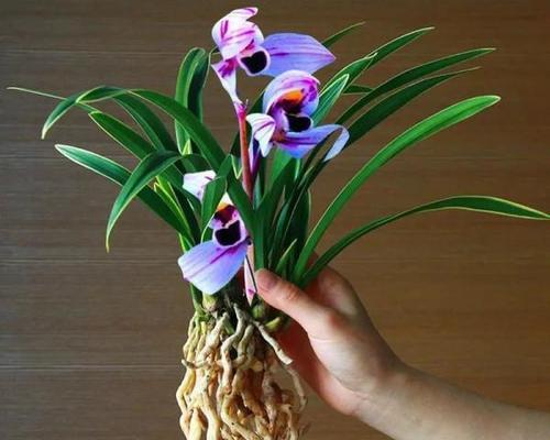白兰花盆栽怎么养（盆栽白兰花的养殖方法）