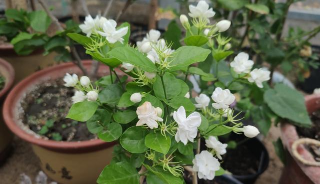 茉莉花开后如何修剪（有关茉莉花的养护技巧）