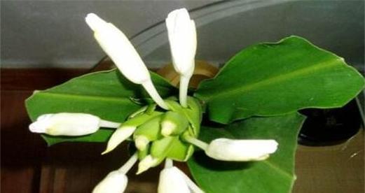 姜花怎么养护（姜花的栽培技术要点）