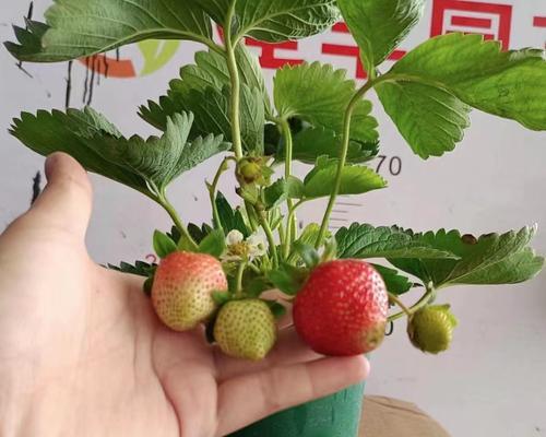 盆栽草莓什么时候种植（阳台草莓种植方法和时间）