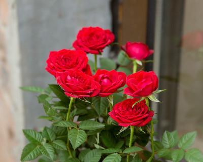 月季花什么时候开花几点钟（有关月季花的花期时间）