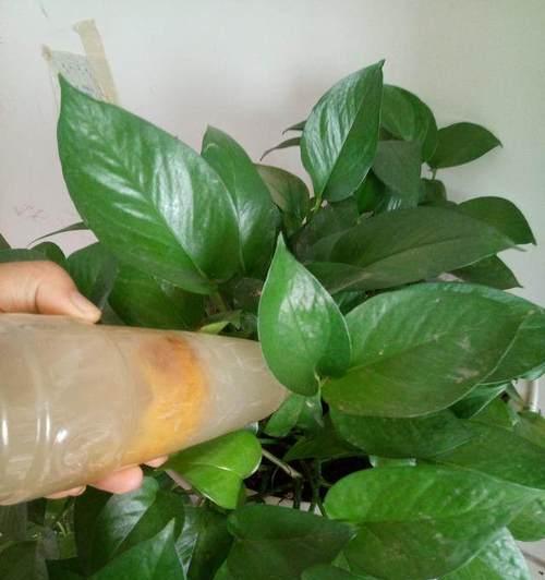 新鲜的淘米水可以浇花吗（有关花卉浇淘米水的正确方法）
