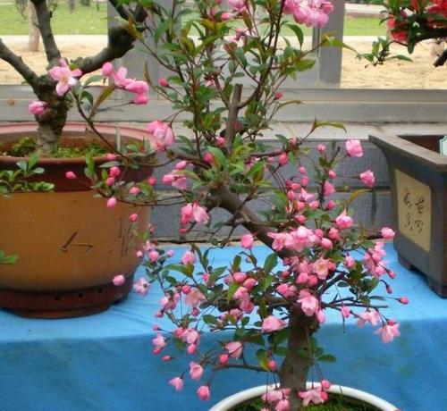 四季海棠盆景怎么养（海棠盆景的种植方法及养护）