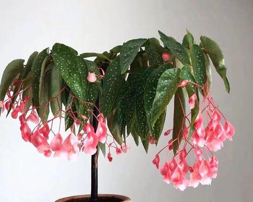 秋海棠花有几种品种（盘点四种常见的秋海棠）