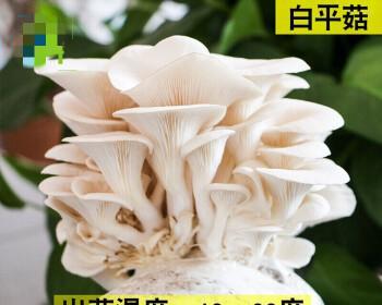 平菇菌种如何培育（菇体种植技术和管理）