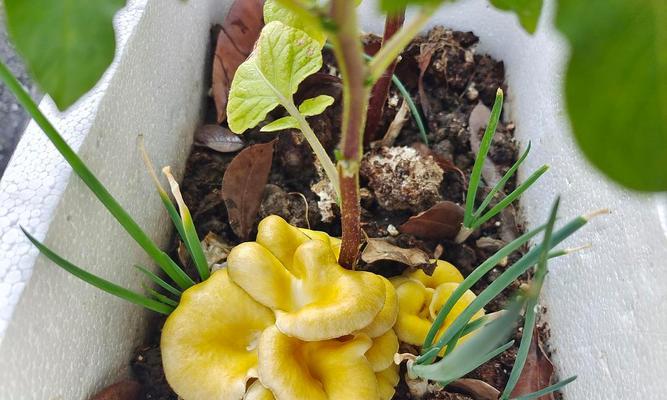 平菇菌种如何培育（菇体种植技术和管理）