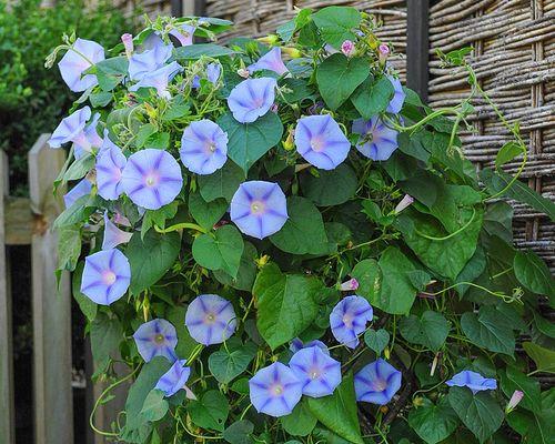 牵牛花种子怎么种（详解牵牛花栽培技术）