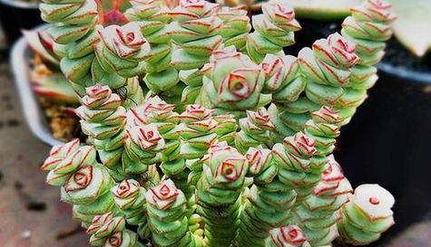 钱串子花的养殖方法和注意事项（轻松养活钱串的技巧）