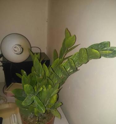 钱串子花的养殖方法和注意事项（轻松养活钱串的技巧）