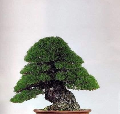 黑松盆景的养护方法有哪些（栽培黑松的注意事项）