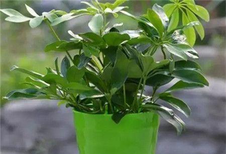 牛奶能浇花吗